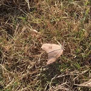 Meet your Posher, Meredith